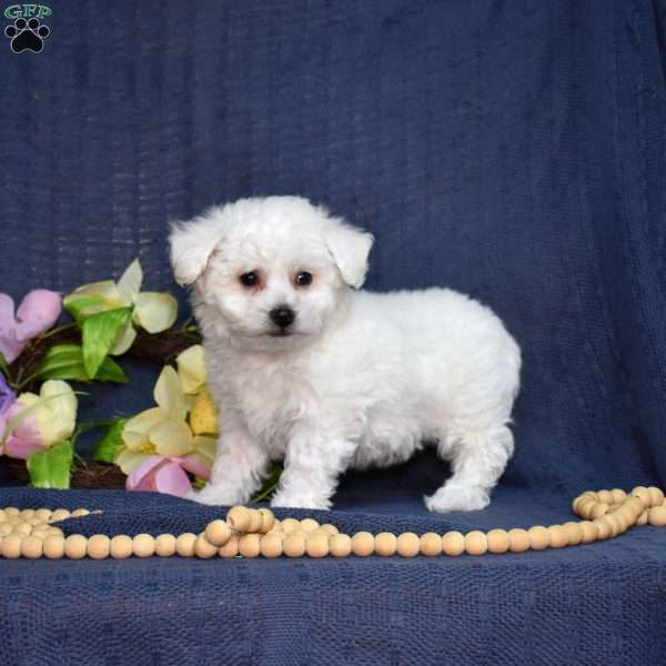 Peter (Tiny), Bichon Frise Puppy